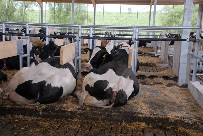 Kristen Stalleinrichtungen - Dr. Frank Seipelt