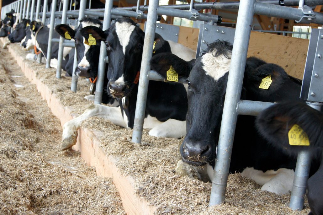 Kristen Stalleinrichtungen - Dr. Frank Seipelt